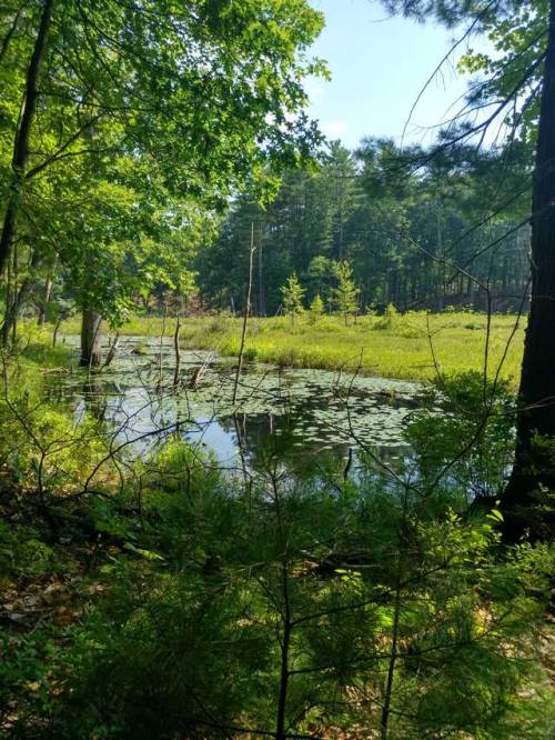 Walden Pond, MA “I went to the woods because I wished to live deliberately, to front only the essent