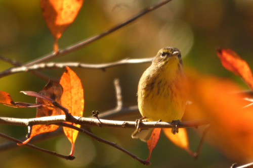 occasionallybirds:  My favorite bird photos of 2022, for @luxlit‘s Year-end Top 5 Photo Extravaganza, showcasing some of the photography talent here on tumblr, and running for 24 hours on New Year’s Day.  Well worth a look.Palm WarblerGray CatbirdCooper’s