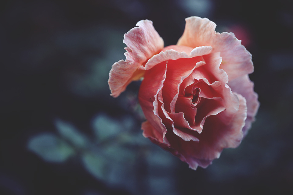 atraversso:  Beautiful flowers by Mary Parker 
