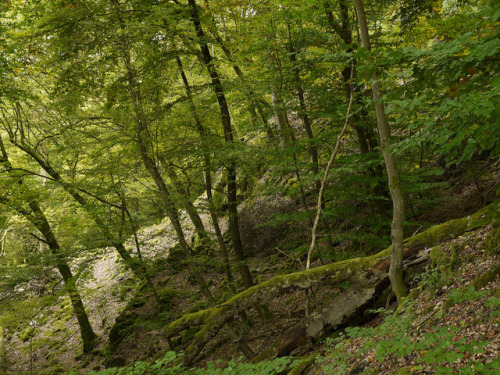 Hike in Autumn Time - the “Rockenburger Urwald Pfad” by Edmund Michels