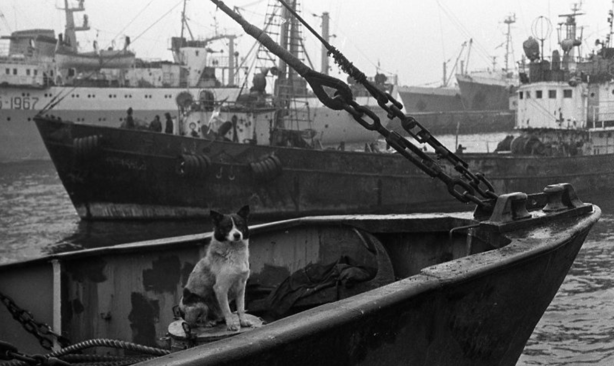 A dog on a boat in 

Petropavlovsk-Kamchatsky. Photo by Vsevolod Tarasevich (1979).