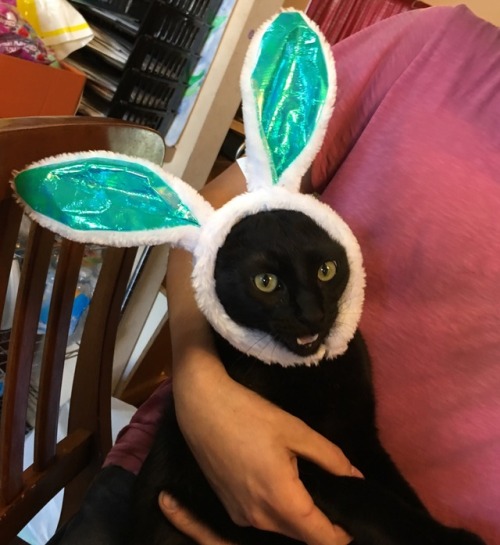 simistheworld:Caturday says, “Happy Easter!” And to me he says, “Your death will be swift and painfu