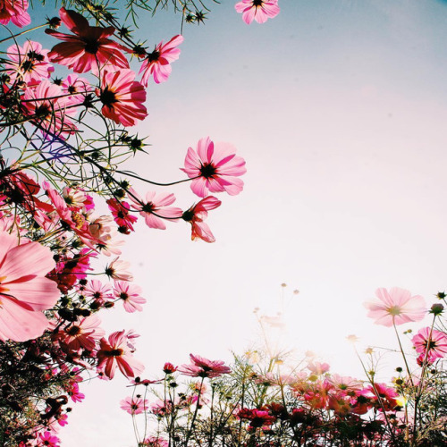 Cosmos State of Mind | by hori_fuwa96m