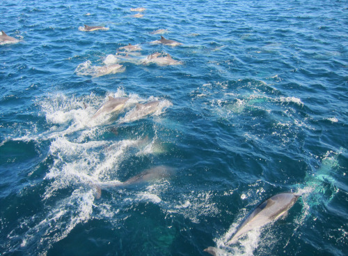 My wife and I went whale watching yesterday to celebrate our wedding anniversary and we encountered a huge school of about 700 dolphins. It was absolutely amazing, they surrounded the boat and were super playful and everything. The youngest ones didn’t