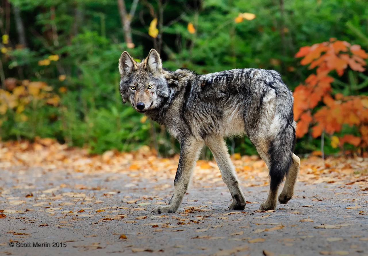 Gray wolf subspecies