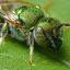 imagreenbee