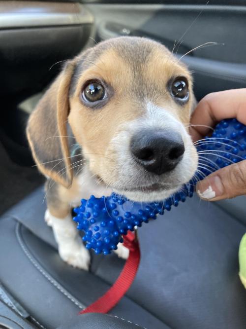 awwsocuteanimals