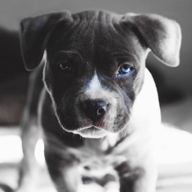 themanliness:  Blue eyed pitbull!😍 via @envyavenue. © Natalie Ann Photography!