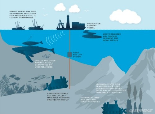 griseus:DEEP SEA MINING IS BECOMING A REALITY, BUT WHAT DOES IT MEAN FOR WHALES AND DOLPHINS??Whales