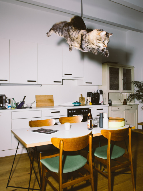 Porn thingstolovefor: “Jumping Cats” by Photographer photos