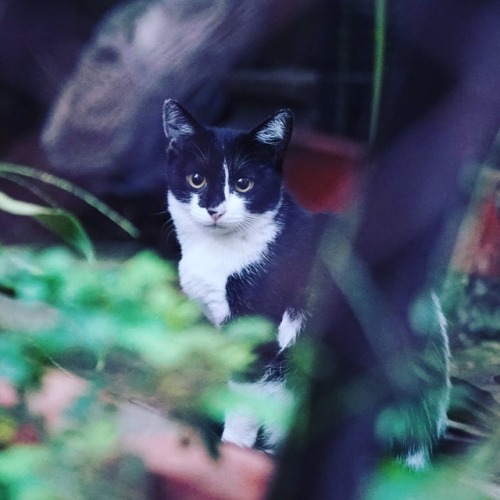 nekokamasu:成長過程。今日も生きんぞ。 #cat #猫 #ねこ #instacat #catstagram www.instagram.com/p/Bn18RK3lA4o/?