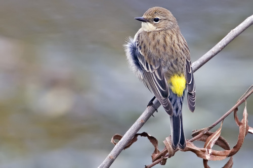 Yellow Rumped Warbler