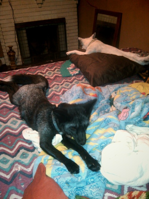 The foxes have taken over my bed! They are to comfortable and peaceful to disturb them. Spirit and G