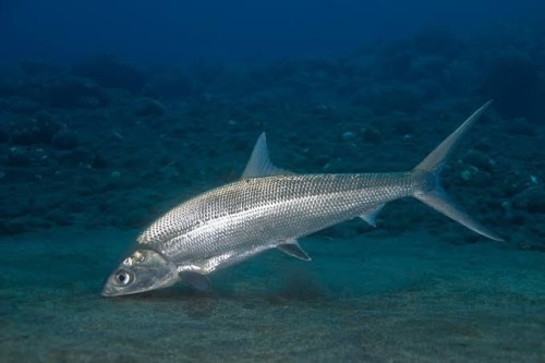 I Love Phylogenetics Because You Expect Something Like This (Tarpon)