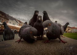 king-owl:  youknowyourebritishwhen:  i just thought might want to see this.  90s pigeon rap metal band poster 