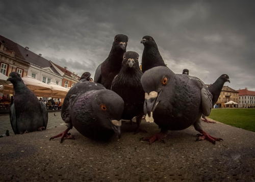 king-owl:youknowyourebritishwhen:i just thought might want to see this.90s pigeon rap metal band pos