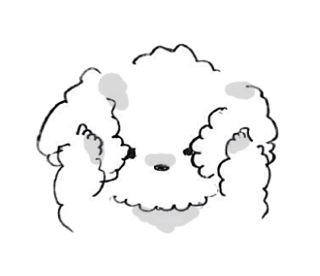 fluffy toy poodle