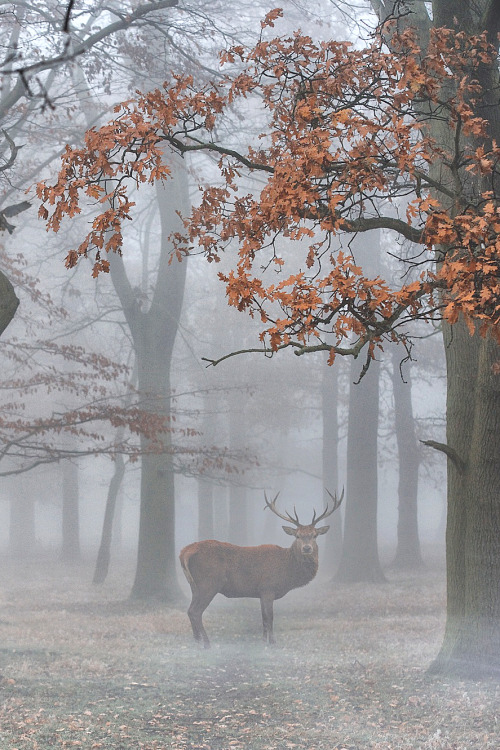 lmmortalgod:  Enchanted by Max Ellis