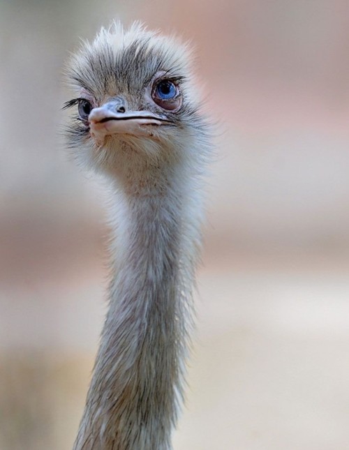 ostrich