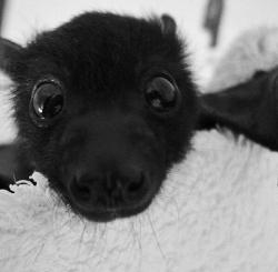 awwcutepets:  I think bats deserve more attention