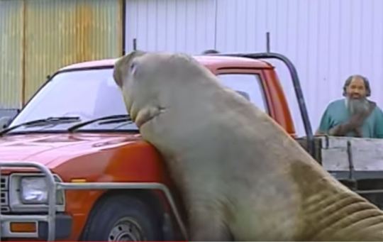 lewdrobots: lewdrobots:  jadenvargen: i like elephant seals IN THEORY cos they look so goofy but every time i watch any documentary about them all they do is fuck and fight extremely graphically and disgustingly to the death so i’m deeply afraid of