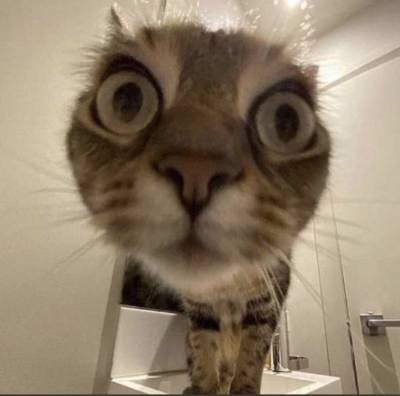 catasters: