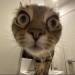 catasters: