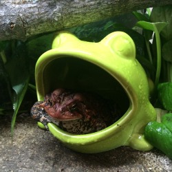 toadschooled: This 5 dollar ceramic frog is literally the best purchase I’ve ever made