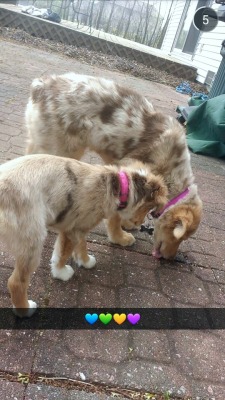 queenscoronet:  puppy playdate with moments-ofdefeat and her lovely mini aussies