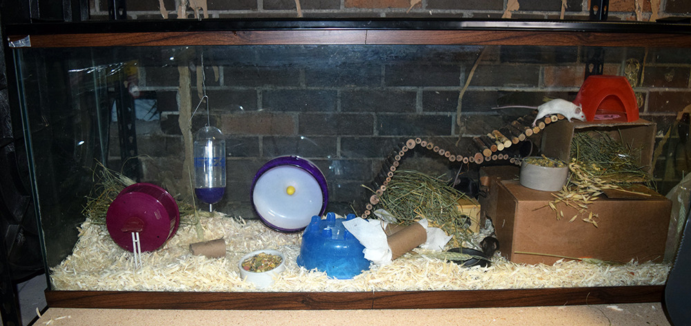 scalestails: This week when I cleaned the doe’s cage, I focused on vertical space!