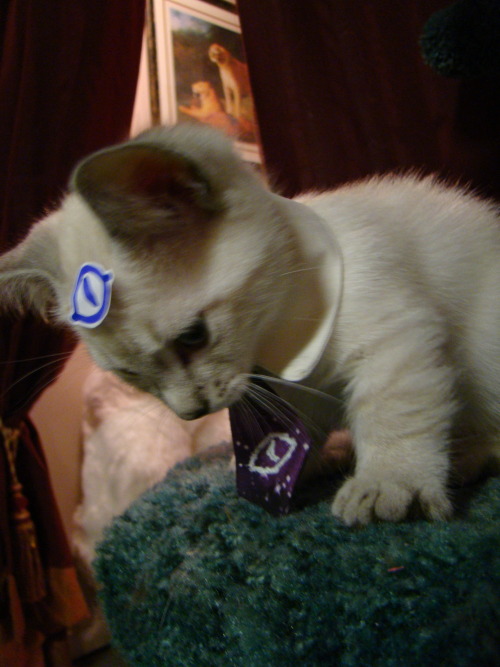 identitypollution:We just made Cecil (our Munchkin kitten) a new collar with a little tie!