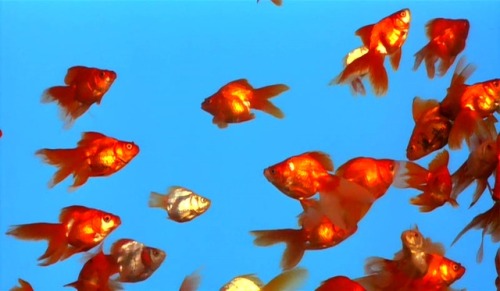 Don’t you know you can’t survive out of your bowl?Goldfish in SAKURAN/ さくらん (2007), Mika Ninagawa