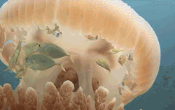 cartofolo: La protezione della medusa.