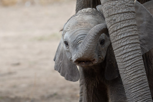 Elephants by rene.de.vries South Luangwa - Zambia flic.kr/p/2i9KKm8