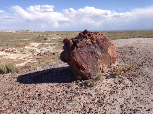 starcunning:Today we went to the Petrified Forest!(1/3—petrified wood)