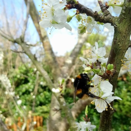 orlathewitch: A buff-tail bumblebee queen in my plum tree.