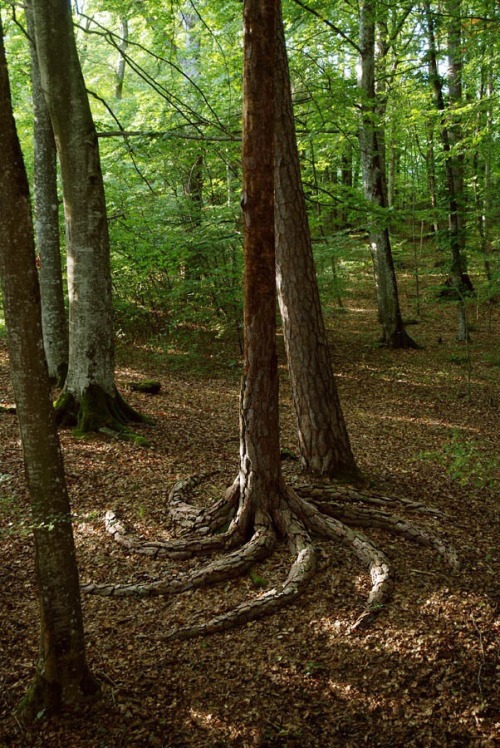 grantita: a tree with spiral roots.