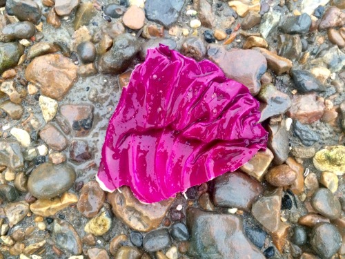 Piece of red cabbage.