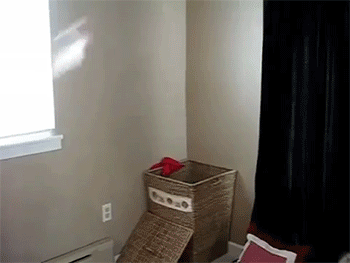 sizvideos:  Cat Helps with the Laundry - Video 