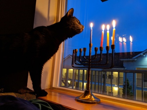 starlightomatic:grateful-melancholic:Night Three! New Menorah, still the Saga continues.@hanukcat Th