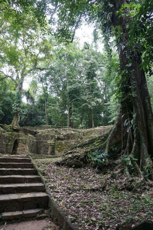 Palenque Ruins, Chiapas. They let you go into some of the pyramids and climb to the top for a stunni