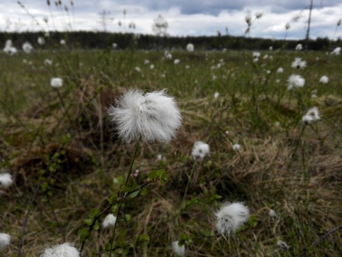 Eriophorum vaginatum ©missbryophyte