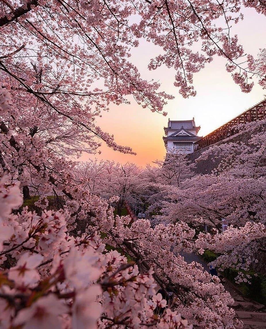 Cherry Blossom Wallpaper Images - Free Download on Freepik