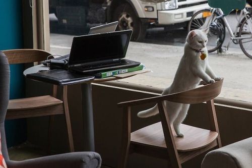 catsbeaversandducks: America’s First Cat Café Opens: Drink Coffee Alongside Adorable Ca