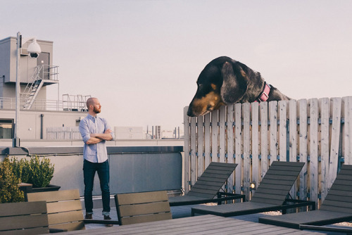 mymodernmet:Guy Photoshops Tiny Dog to Reflect How Big She Thinks She Is