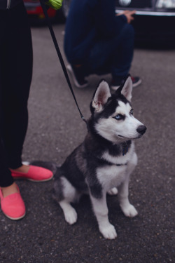 thelavishsociety:  The Pup by Elliot Long | LVSH