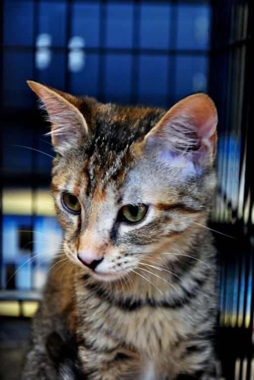 Find out more about Fiona at Animal Rescue Center!