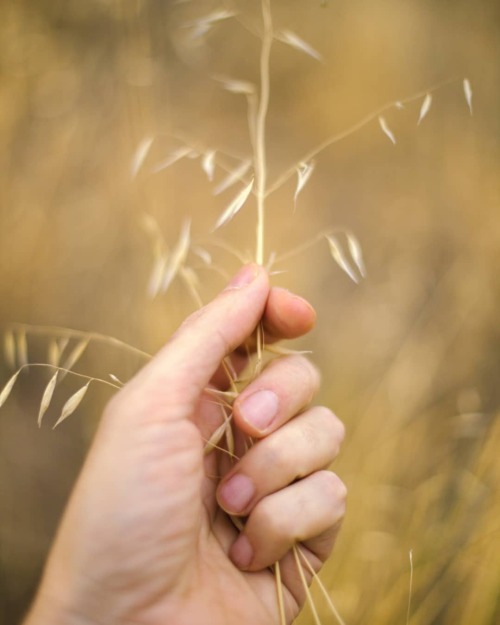 Tacto . . . #hand #naturephotography #nature #skin #weeds (en Meco) www.instagram.com/p/CXoa