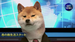 cherryblossombliss:  Next up on Shiba News