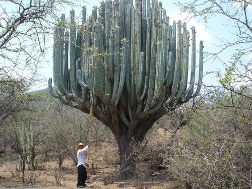 Pachycereus Weberi (via Columnar-cacti.org)